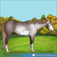 Horse Color:Gray Chestnut 