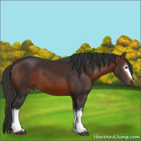 Horse Color:White Spotted Brown 