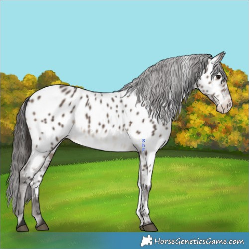 Horse Color:Brown Dun Appaloosa 