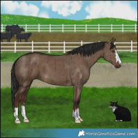 Horse Color:Liver Red Dun Brindle 