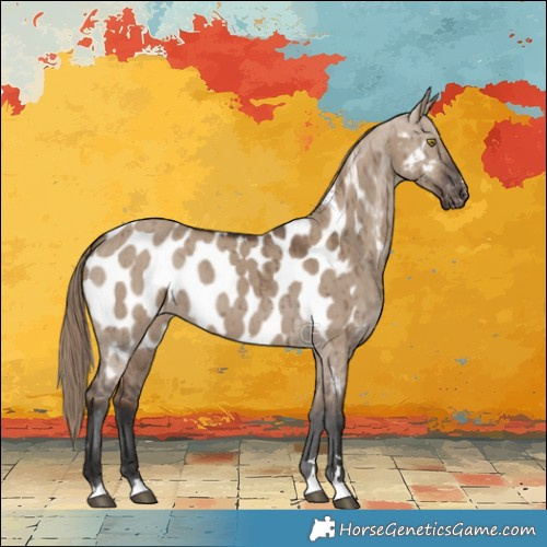 Horse Color:Liver Red Dun Appaloosa Brindle 