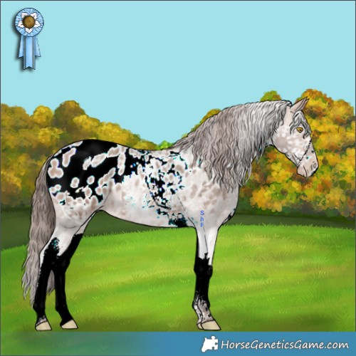 Horse Color:White Spotted Amber Champagne Roan Appaloosa 
