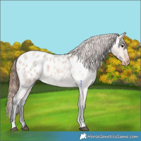 Horse Color:Bay Roan Dun Appaloosa 