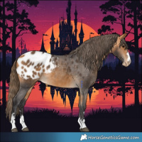 Horse Color:Buckskin Appaloosa 