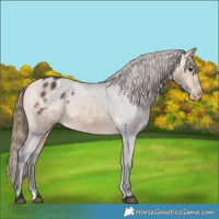 Horse Color:Buckskin Appaloosa 