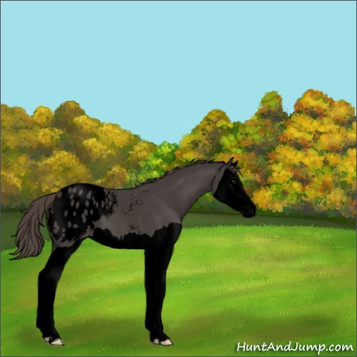 Horse Color:Void Smoky Black Splash Appaloosa 