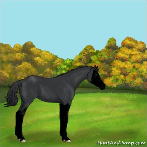 Horse Color:Void Black Splash 
