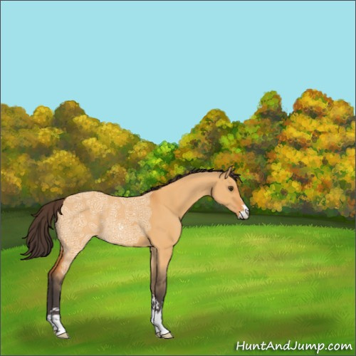 Horse Color:Buckskin Ice Dun Sabino 