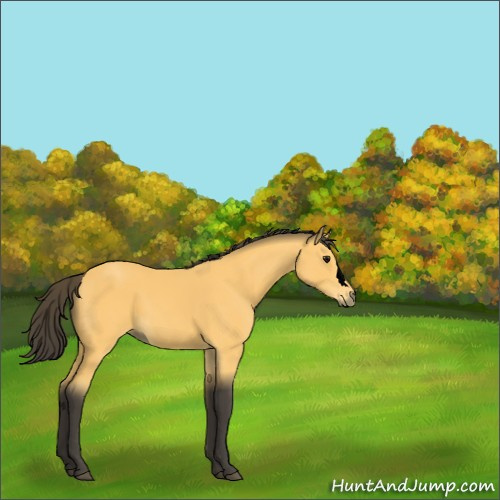 Horse Color:Void Buckskin 