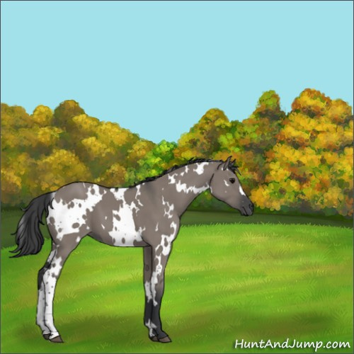 Horse Color:White Spotted Grullo 