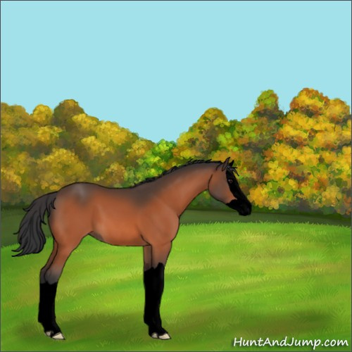 Horse Color:Void Brown Splash 