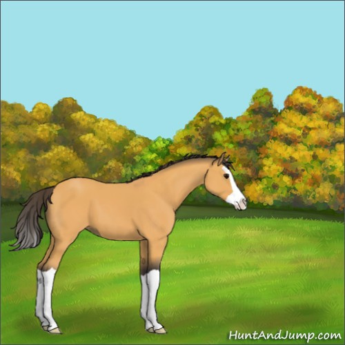 Horse Color:Buckskin Splash 