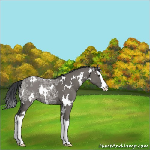Horse Color:White Spotted Grullo Ice Splash 