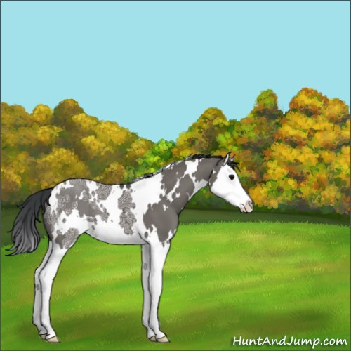 Horse Color:White Spotted Grullo Ice Splash 