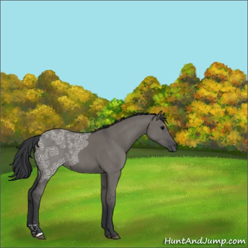 Horse Color:Grullo Ice Sabino 