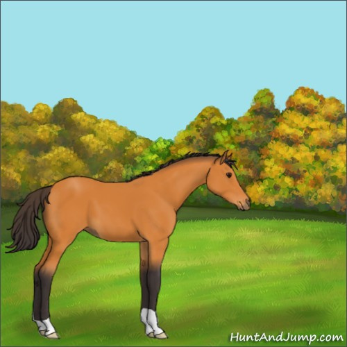 Horse Color:Buckskin 
