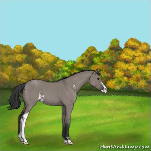 Horse Color:Grullo Roan Sabino 