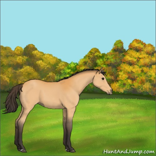 Horse Color:Buckskin 