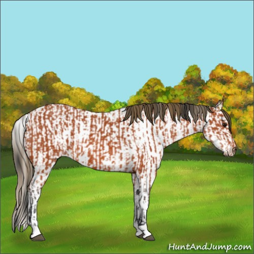 Horse Color:Brown  and White Spotted Buckskin Ice Splash Appaloosa 