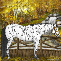 Horse Color:Black Near Leopard 