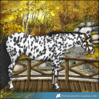 Horse Color:Black Appaloosa 