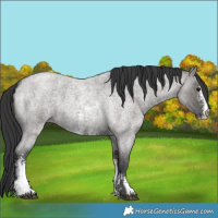 Horse Color:Grullo Roan Sabino 