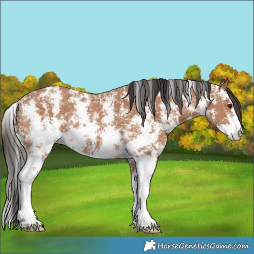 Horse Color:Bay Sabino Rabicano 