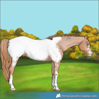 Horse Color:Chestnut Appaloosa 