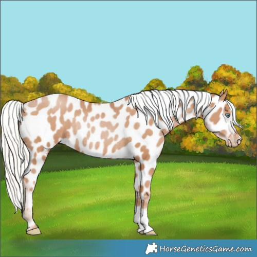 Horse Color:Silver Black Pearl Appaloosa Rabicano 