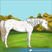 Horse Color:Red Dun Splash Appaloosa Rabicano