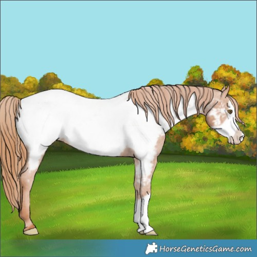 Horse Color:Chestnut Frame Appaloosa Rabicano
