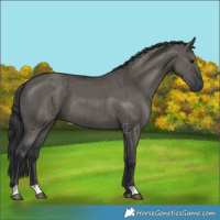 Horse Color:Grullo Brindle 