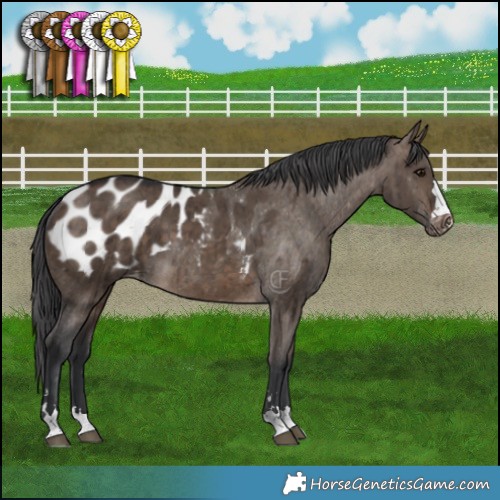 Horse Color:Brown Dun Appaloosa Brindle 
