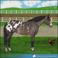 Horse Color:Brown Dun Appaloosa Brindle 