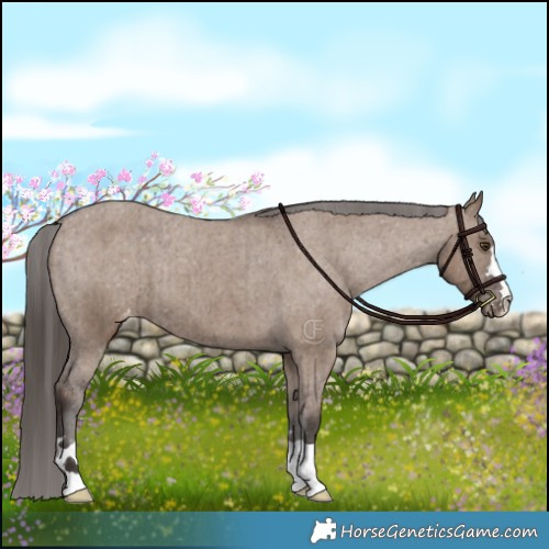 Horse Color:Liver Red Dun Appaloosa Brindle 