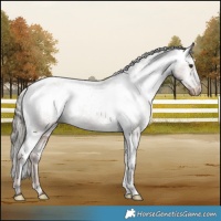 Horse Color:Liver Red Dun Mushroom Appaloosa Brindle 