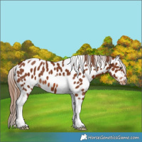 Horse Color:Chestnut Tobiano Appaloosa