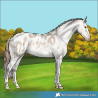 Horse Color:Brown Roan Dun Appaloosa Rabicano 