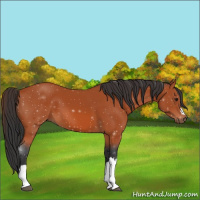 Horse Color:Brown 