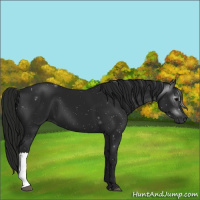 Horse Color:Gray Black 