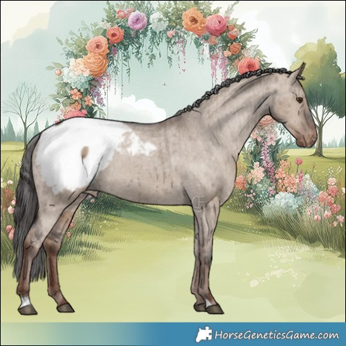 Horse Color:Liver Red Dun Appaloosa Brindle 