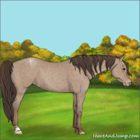 Horse Color:Classic Champagne Appaloosa 
