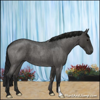 Horse Color:Gray Blue Roan 