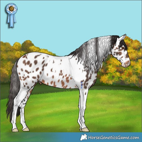 Horse Color:Bay Tobiano Appaloosa 