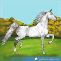 Horse Color:Gray Silver Black Tobiano 