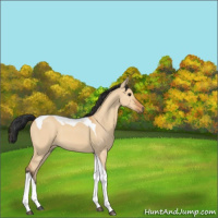 Horse Color:Bay Dun Tobiano 