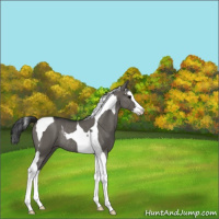 Horse Color:Grullo Splash Tobiano Rabicano 