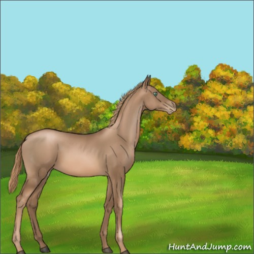 Horse Color:Liver Chestnut Pearl 