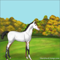 Horse Color:Bay Roan Appaloosa
