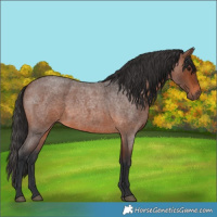 Horse Color:Brown Roan 